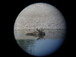 Moose hunts montana