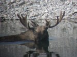 Moose hunts montana