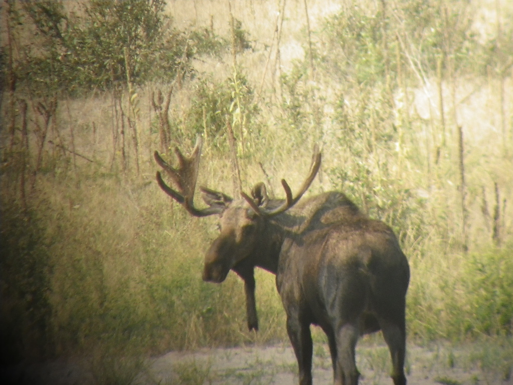 Moose hunting montana trip