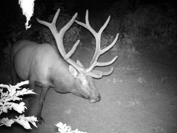 Montana Elk hunts
