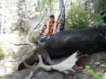 Shiras Moose hunts