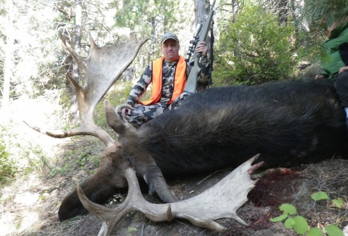 Shiras Moose hunts Shiras Moose hunts