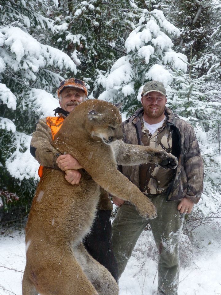 montana mountain lion hunts