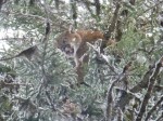 montana cougar hunts