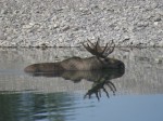 Montana moose hunting trip
