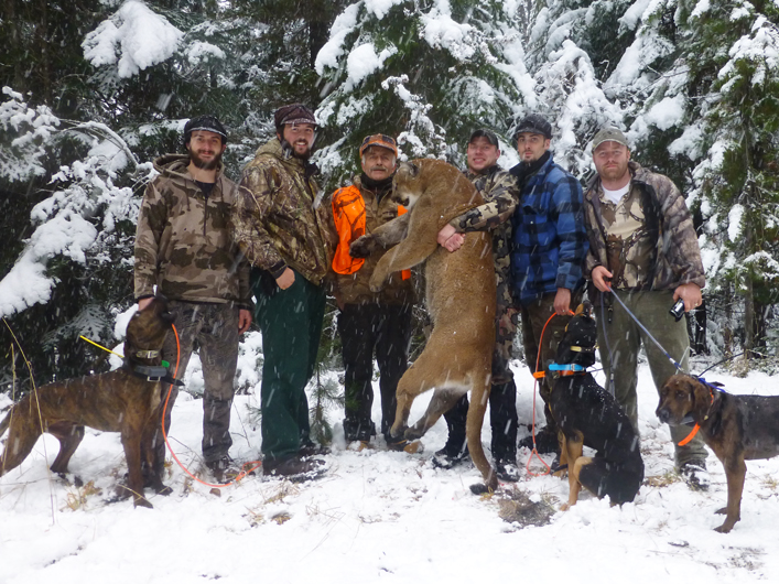 Mountain Lion Hunting Guides