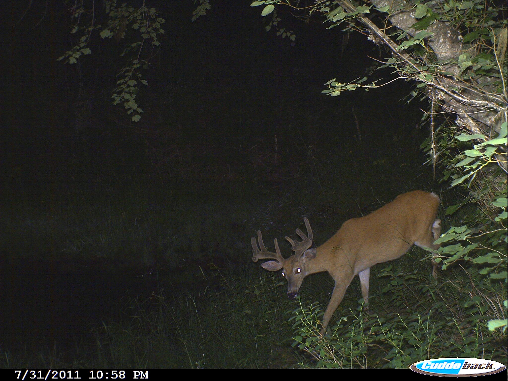 Deer Trail Cam Photos Montana Hunting Outfitter