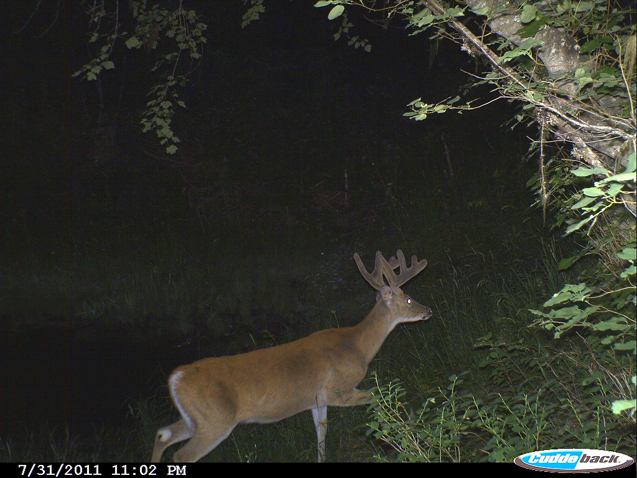 Deer Trail Cam Photos Montana Hunting Outfitter