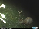 Montana Elk trail cam photo