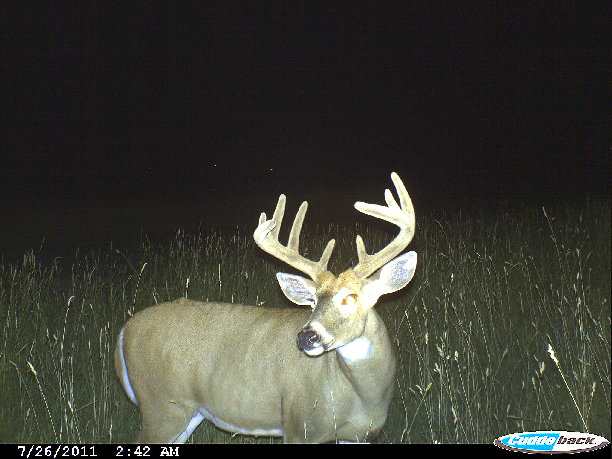 Deer Valley Cam - hyhlpn1