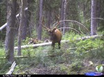 montana elk