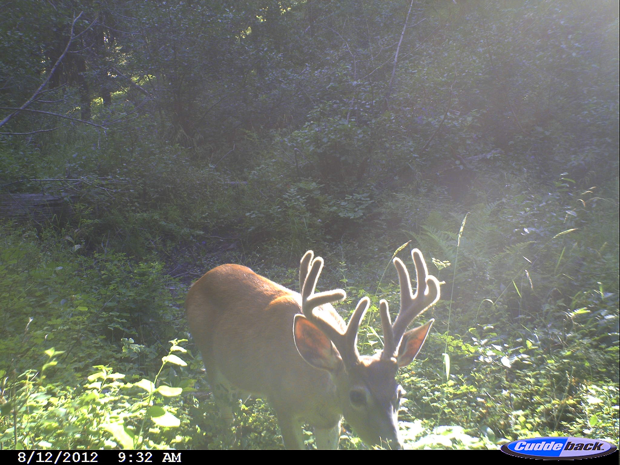 Deer Trail Cam Photos Montana Hunting Outfitter