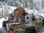 Cougar hunting montana