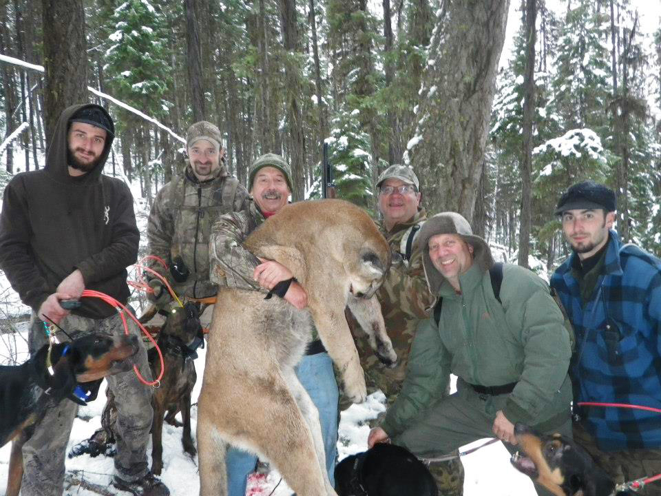 best montana mountain lion hunts