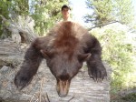 Bear hunting montana