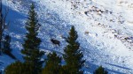Elk hunt scouting