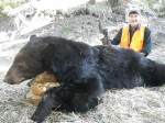 montana bear hunting season