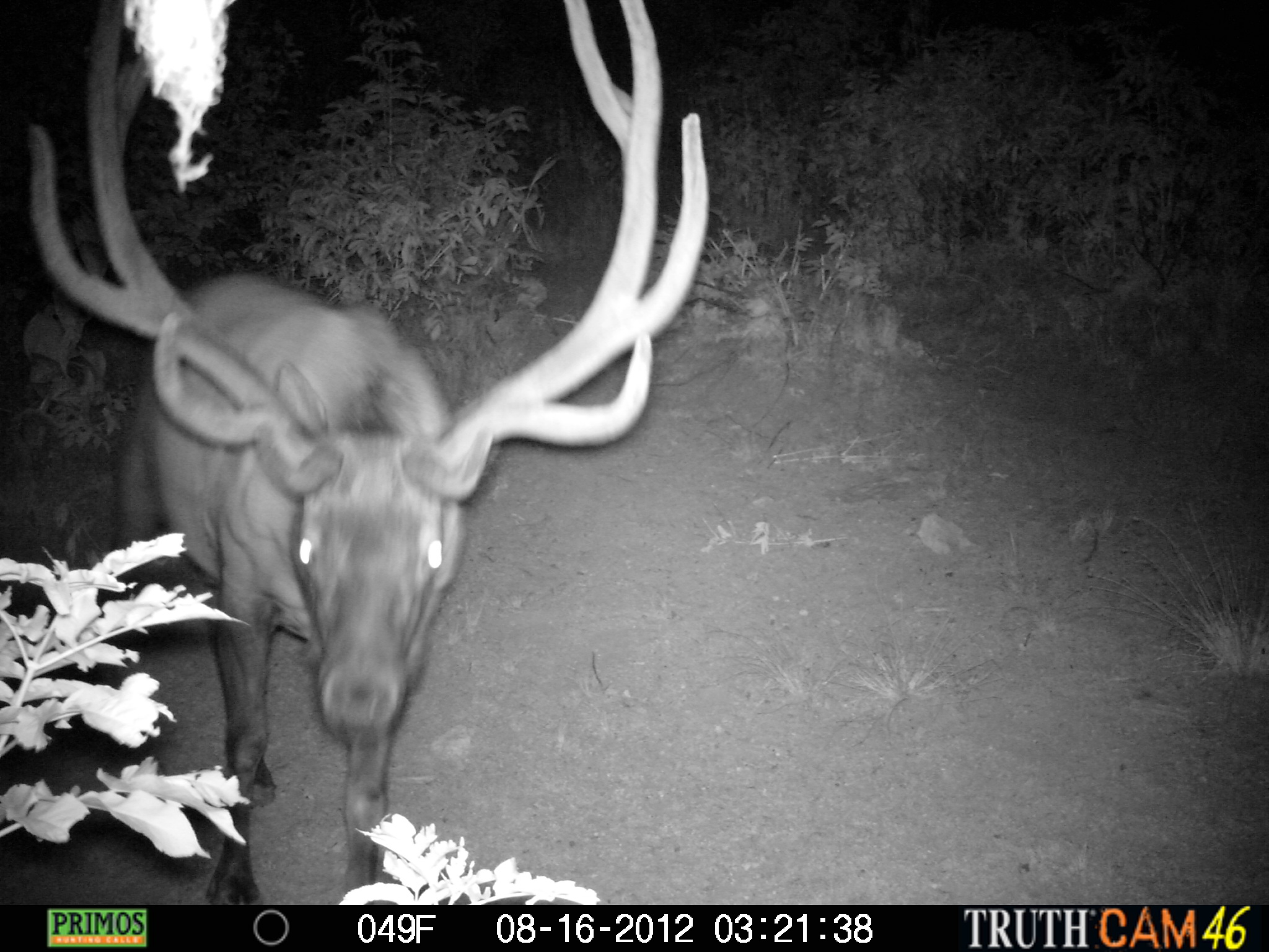 Elk Trail Cam Photos Montana Hunting Outfitter