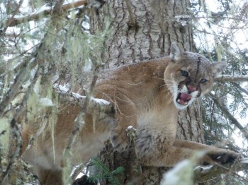 Montana Mountain Lion hunts