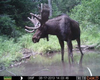 Moose Trail Cam photos