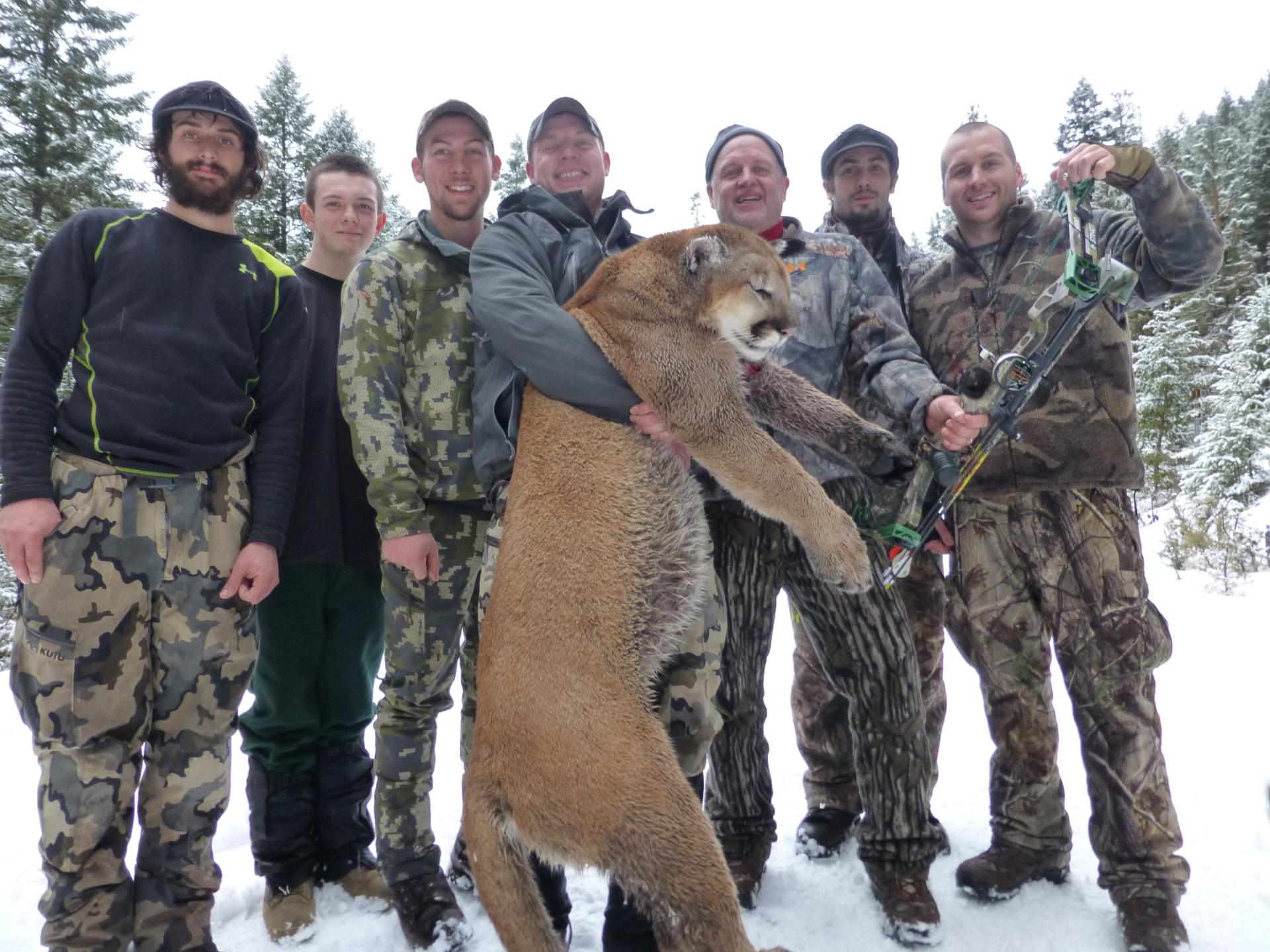 Montana mountain lions hunts