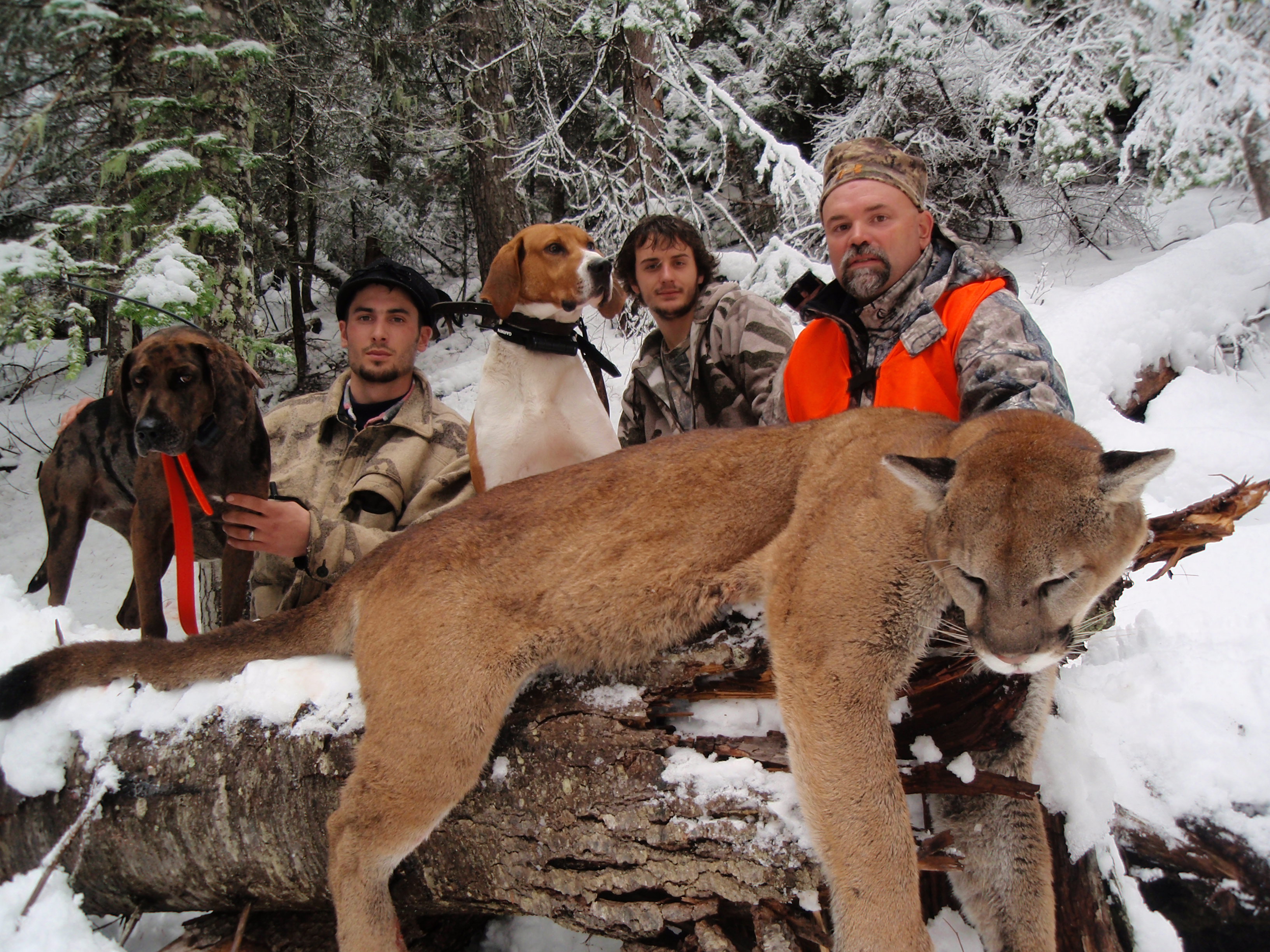 Montana guided cougar hunts