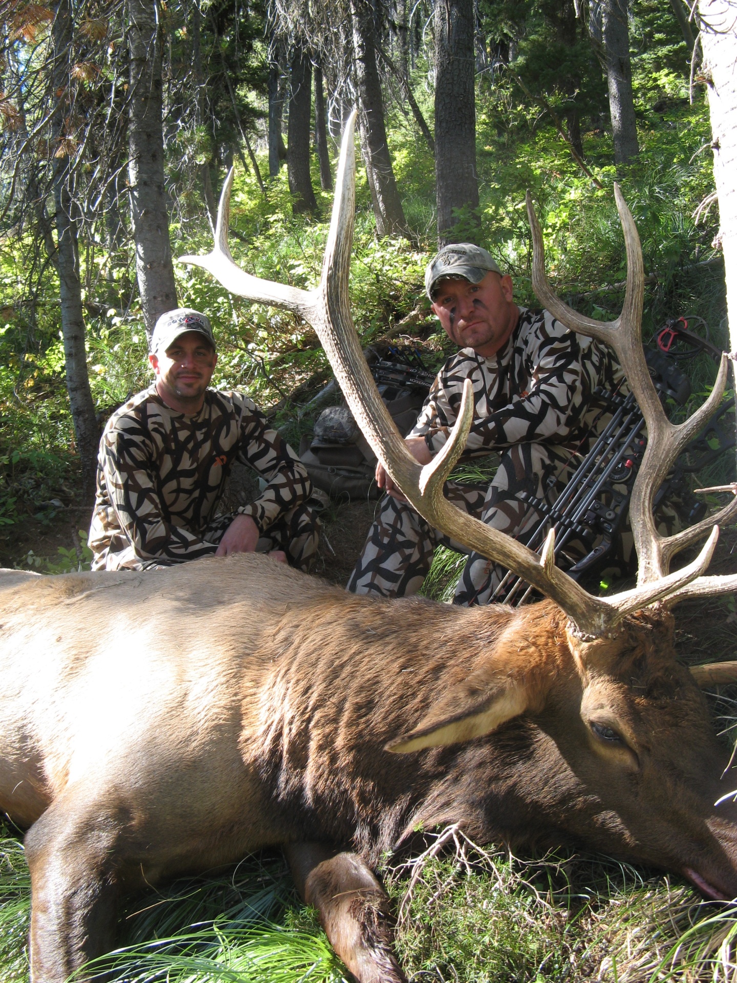 Best Archery Elk Hunts Montana Hunting Outfitter