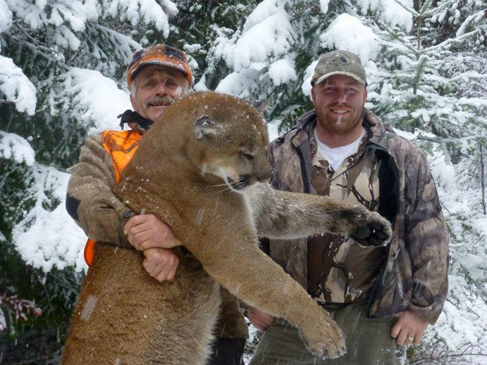 Cody MT Lion hunt