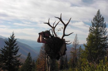 Montana elk hunting guide