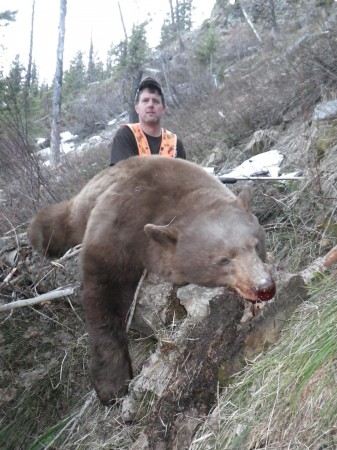 best black bear hunts montana