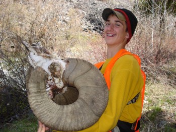 big horn sheep hunting montana