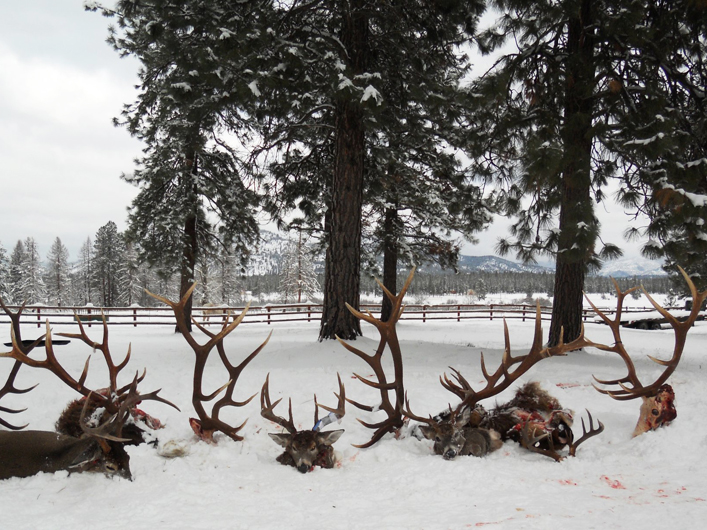 elk hunting trips montana outfitter