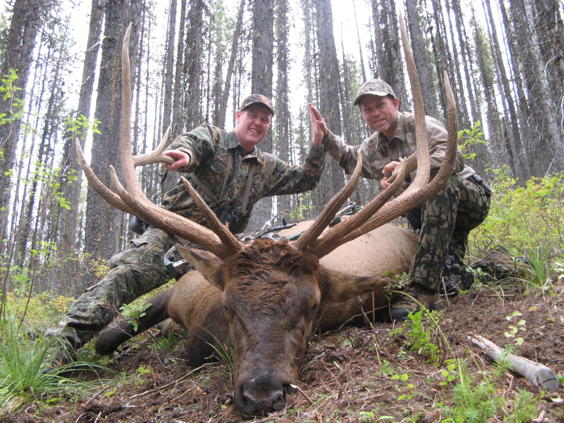 Elk Hunting Trips Montana Hunting Outfitter