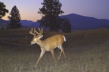 Deer trail cam