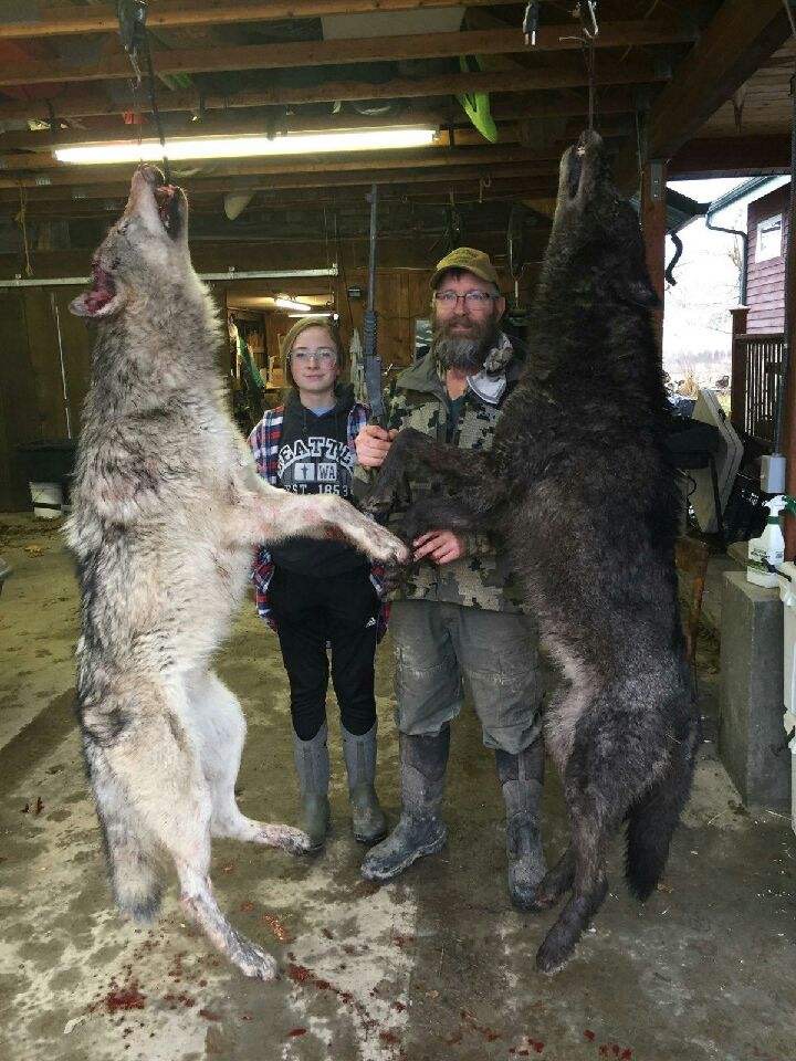 Wolf Hunting  Montana Hunting Outfitter