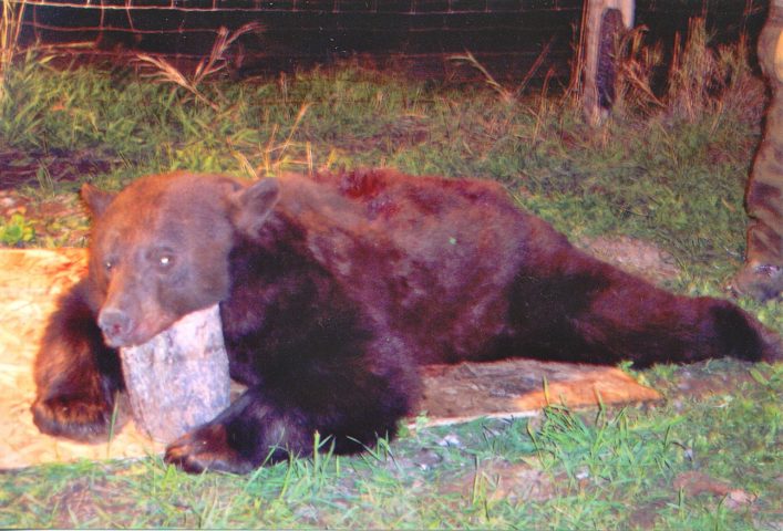 Bear Hunting Trips, Fall, Spring Bear Hunts, Big Trophy Bear