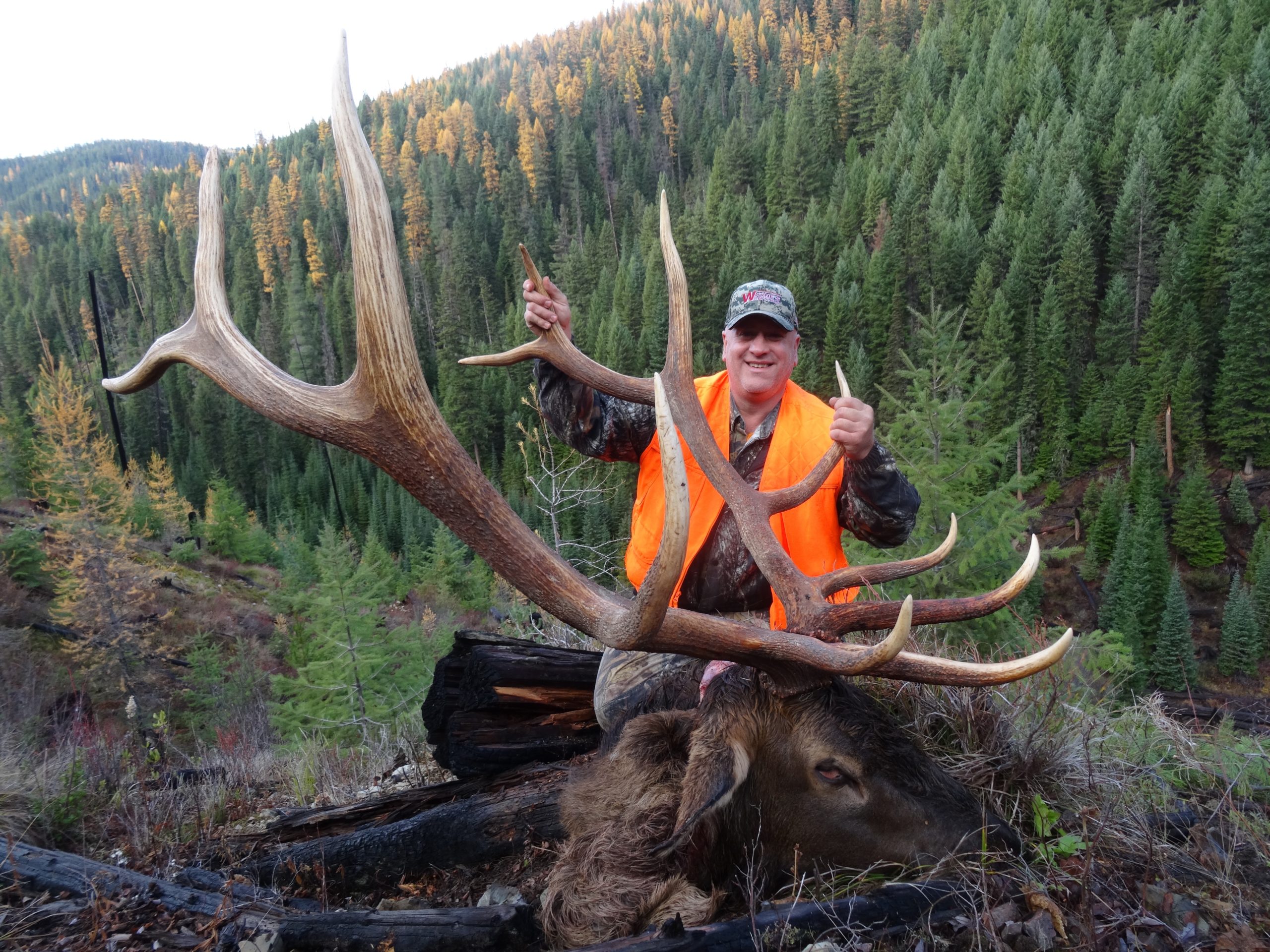 Rifle Elk Best Hunts Montana Hunting Outfitter