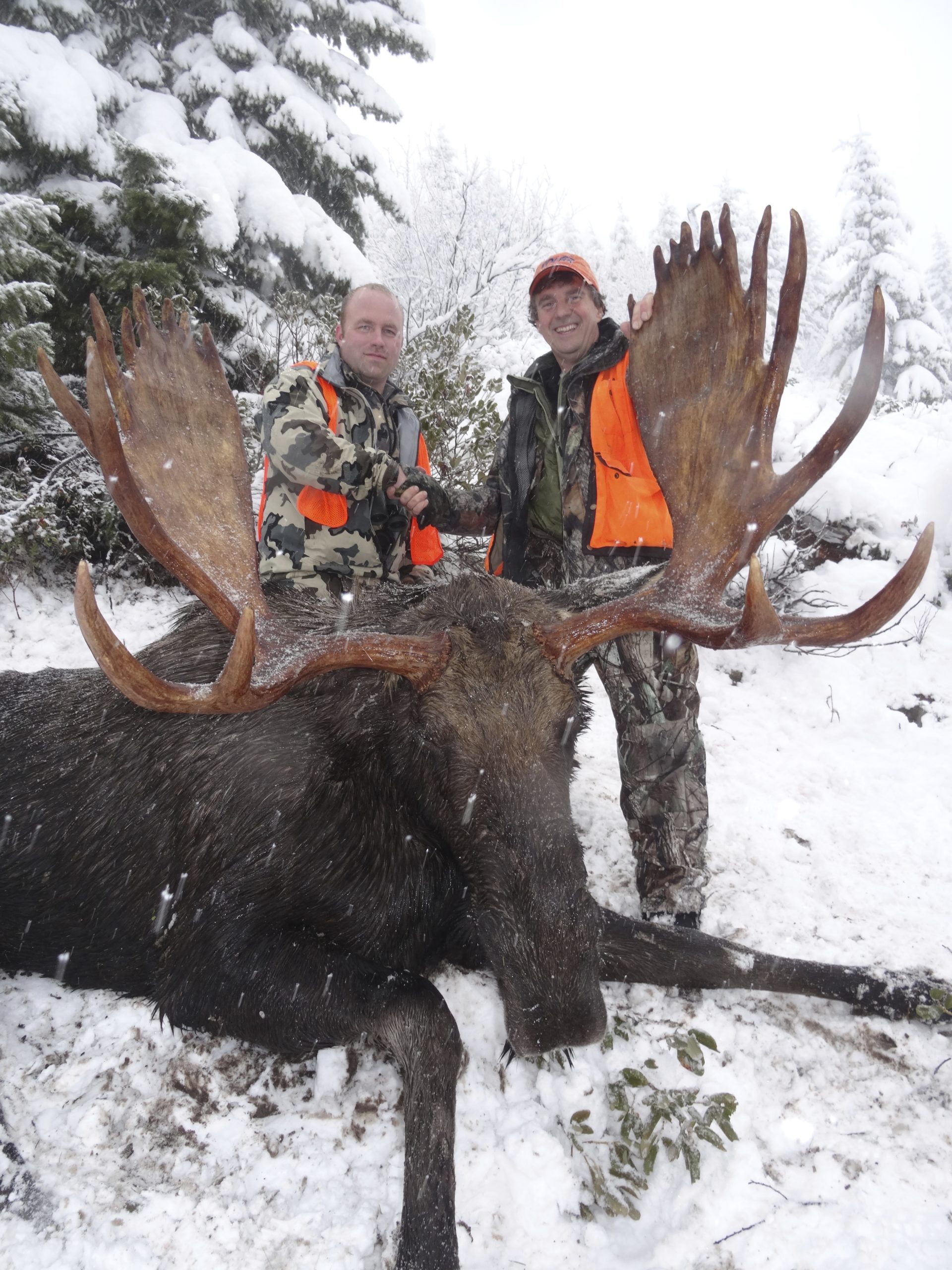 Moose Hunting, Best big Shiras Bull Moose Hunts