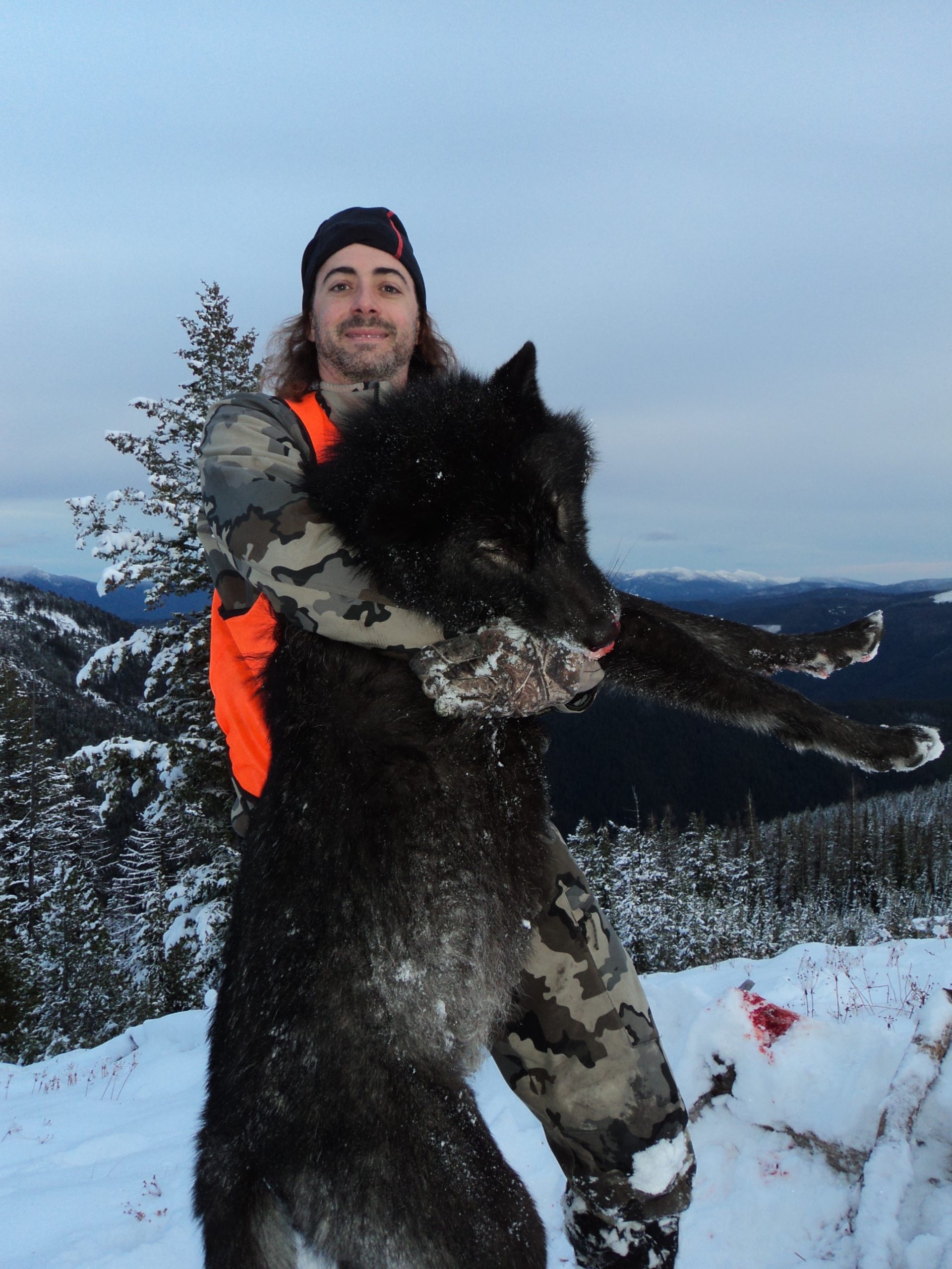wolf hunting trips in montana