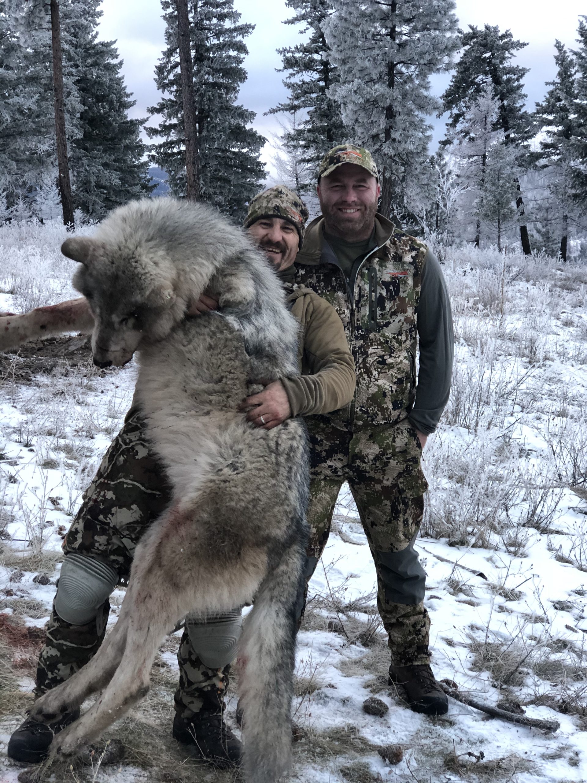 Best Montana Wolf Hunts Montana Hunting Outfitter